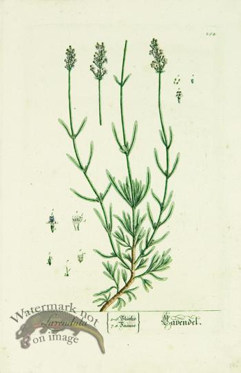 Blackwell German 238